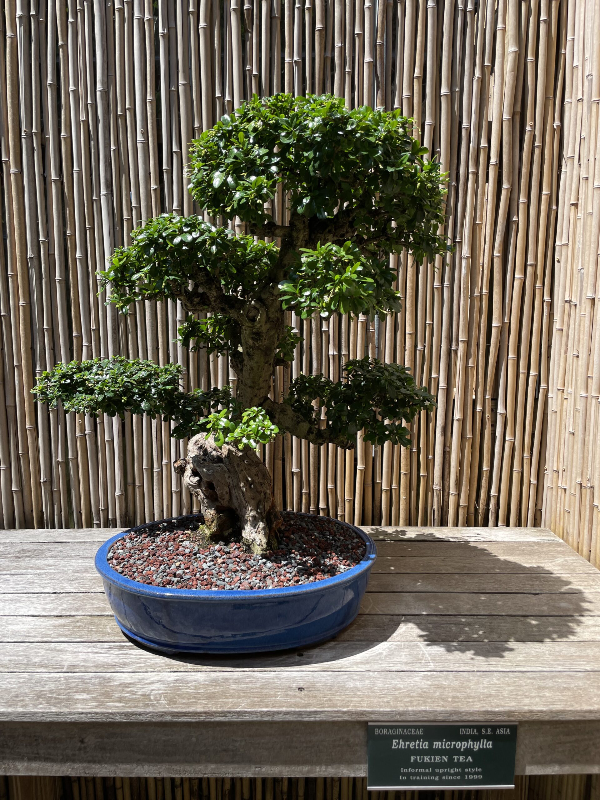 Sho Fu Bonsai – Sarasota Florida